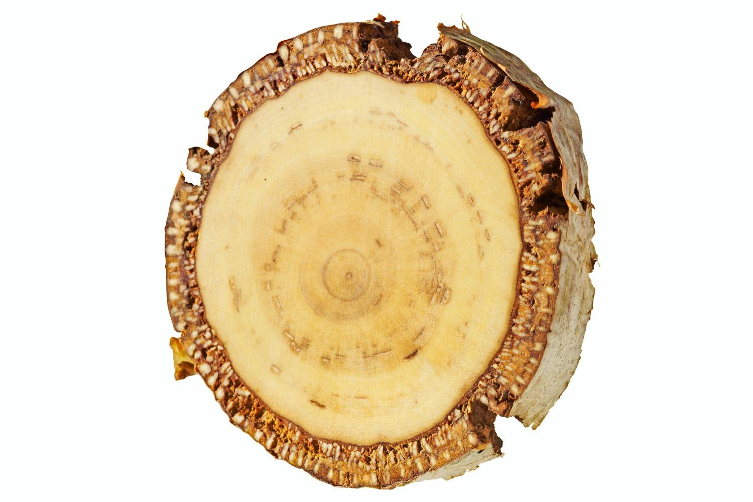 Vortebirk – Betula pendula